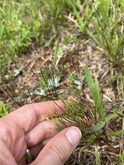 Hypericum gentianoides