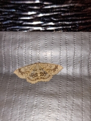 Cyclophora annularia