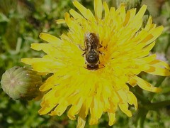 Megachile montivaga