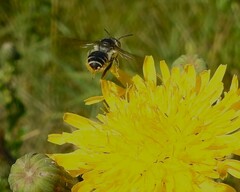 Megachile montivaga