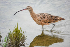 Numenius americanus