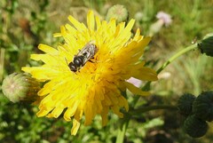 Megachile montivaga