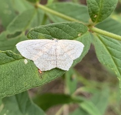 Scopula nigropunctata
