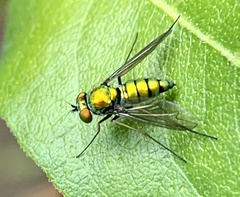 Condylostylus comatus