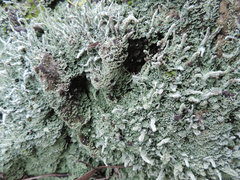 Cladonia