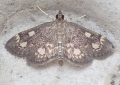 Anania tertialis