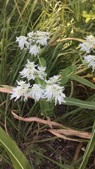 Euphorbia marginata