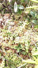 Gaultheria hispidula