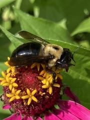 Xylocopa virginica