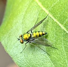 Condylostylus comatus