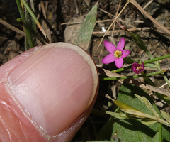 Centaurium pulchellum