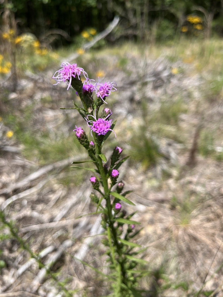 wand blazing star