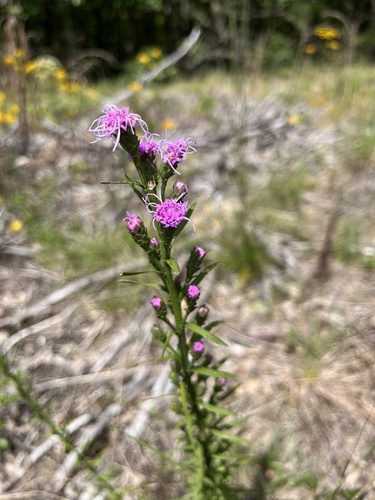 wand blazing star (Liatris virgata)