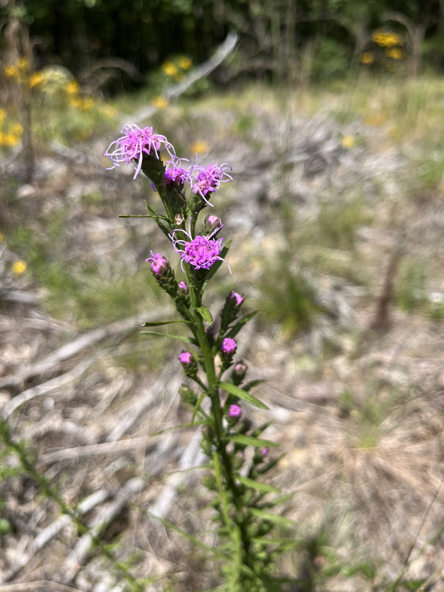 Liatris virgata