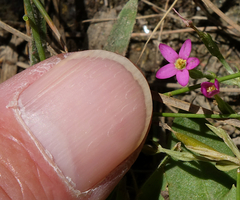 Centaurium pulchellum