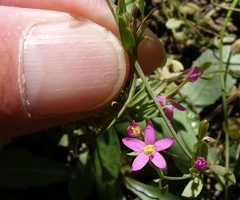 Centaurium pulchellum