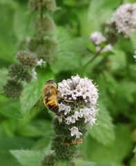 Eristalis tenax
