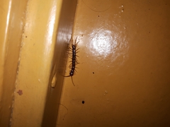 Lithobius forficatus