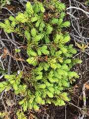 Juniperus communis