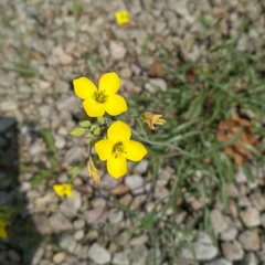 Diplotaxis tenuifolia