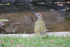 Picus viridis