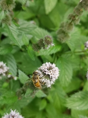 Eristalis tenax