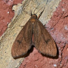 Virbia opella