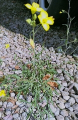 Diplotaxis tenuifolia