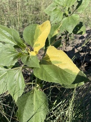 Helianthus annuus