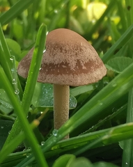 Panaeolus foenisecii