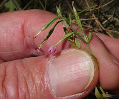 Centaurium pulchellum