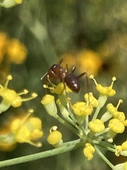 Formica pallidefulva