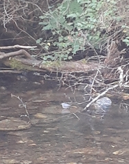 Cinclus mexicanus