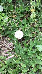 Convolvulus arvensis