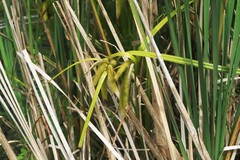 Carex comosa