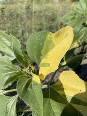 Helianthus annuus