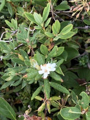 Rhododendron