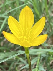 Zephyranthes citrina