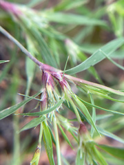 Munroa squarrosa