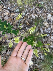 Lespedeza hirta
