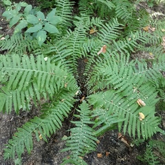 Matteuccia struthiopteris