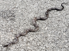 Pantherophis spiloides