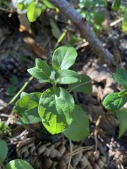 Orthilia secunda