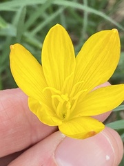 Zephyranthes citrina