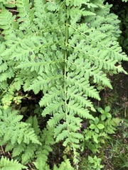 Dryopteris intermedia