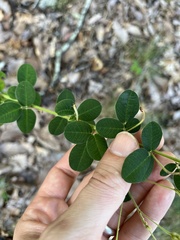 Lespedeza hirta