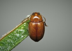 Neocrepidodera