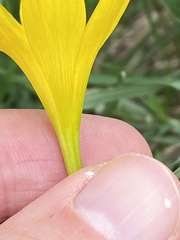 Zephyranthes citrina