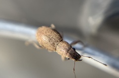 Pantomorus cervinus