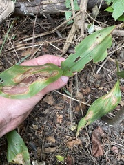 Asparagales
